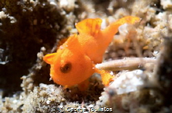 Tiny Frog Fish!!! by George Touliatos 